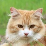 Can-C Eye Drops for Cats