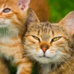 Can-C Eye Drops for Cats
